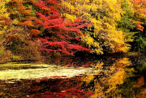 Vibrant autumn foliage in red, orange, and yellow reflects on a calm pond surrounded by lush greenery.