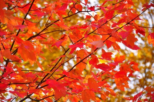 Vibrant red and orange leaves on branches, capturing the essence of autumn against a blurred golden background.