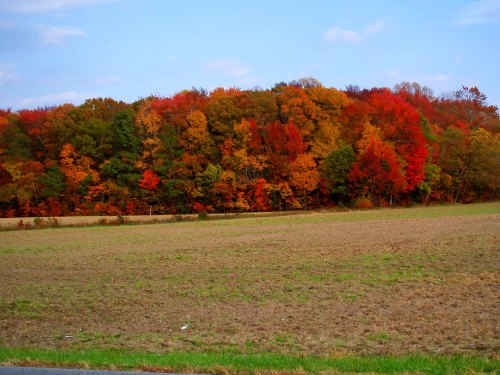 A vibrant autumn landscape featuring a forest of colorful red, orange, and yellow leaves against a clear blue sky.