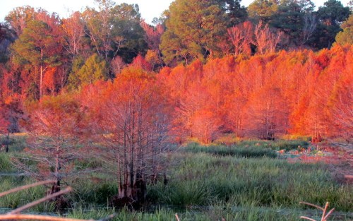 Vibrant autumn landscape with orange and red trees amidst green grass and a serene wetland setting.
