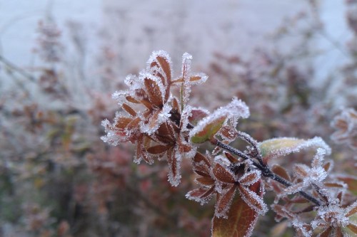 Frost-covered leaves glisten in the sunlight, showcasing intricate ice crystals on a chilly morning.