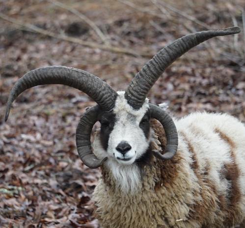 A close-up of a ram with large, curved horns and a woolly coat, set against a background of fallen leaves.