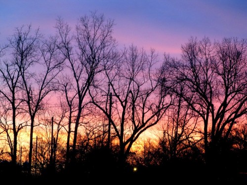 Silhouetted trees against a vibrant sunset with shades of purple, pink, and orange in the sky.