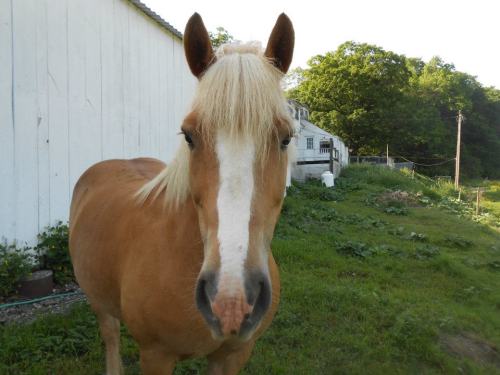 A close-up of a light brown horse with a white stripe on its face, standing in front of a white barn and green grass.