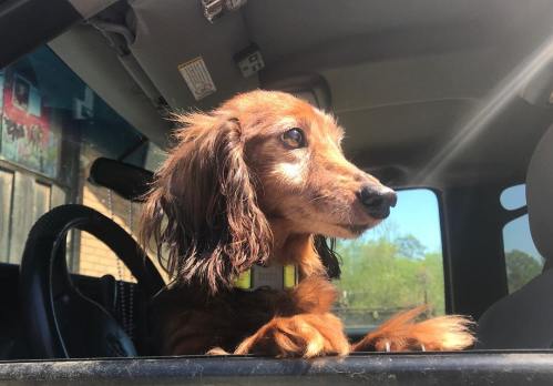 A brown dachshund peeks out of a car window, enjoying the view with its ears flopping in the breeze.