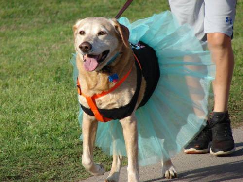 A happy dog in a turquoise tutu walks on a leash beside a person in shorts on a grassy path.