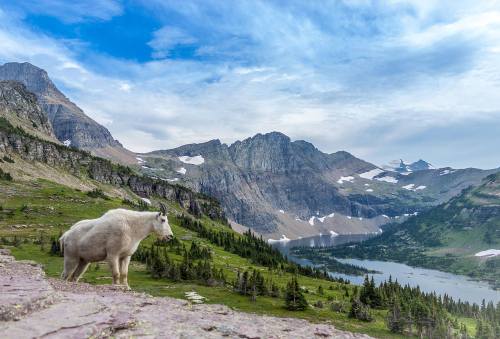 A mountain goat stands on a grassy slope overlooking a serene lake and rugged mountains under a blue sky.