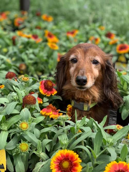 A brown dachshund sits among vibrant red and yellow flowers in a lush garden.