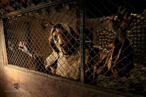 A tiger behind a chain-link fence, looking out from its enclosure in a dimly lit environment.