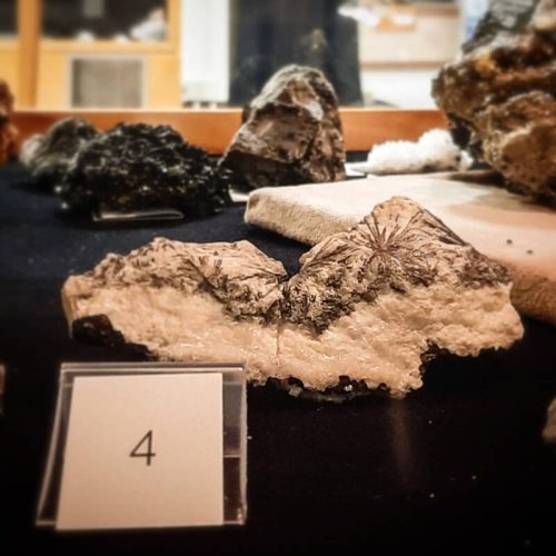 A close-up of a mineral specimen with white and black patterns, displayed on a table with other rocks in the background.