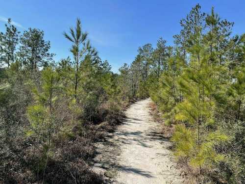 A sandy path winds through a forest of young pine trees under a clear blue sky.