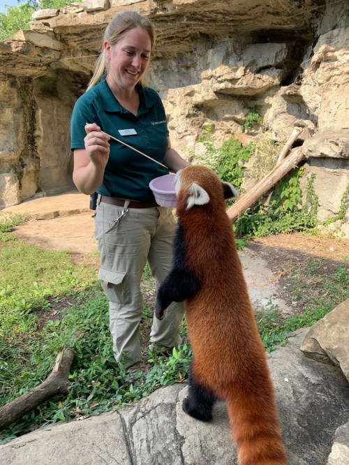 A zookeeper feeds a red panda from a bowl while it stands on its hind legs in a natural habitat setting.
