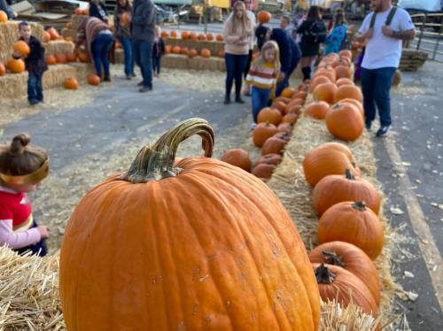 A close-up of a pumpkin in the foreground, with people and hay bales in the background at a pumpkin patch.
