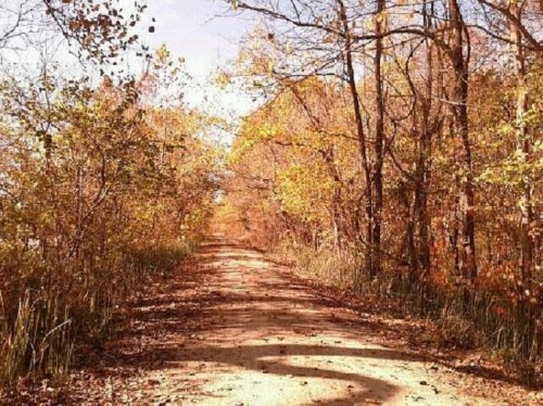 A dirt path lined with trees, showcasing vibrant autumn foliage in shades of orange and yellow.