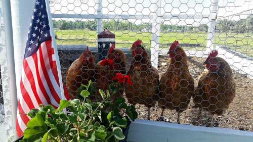 Five brown chickens stand behind a wire fence, with a small American flag and flowers in the foreground.