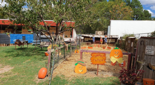 A sunny pumpkin patch with hay, pumpkins, and festive decorations, surrounded by trees and a rustic farm setting.