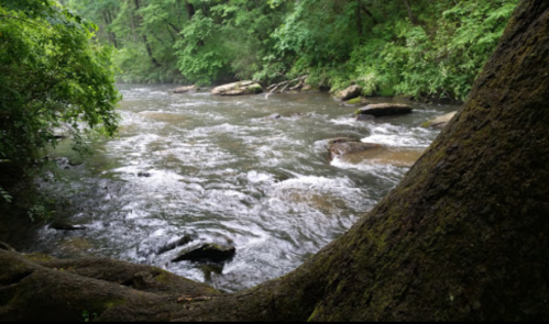 A serene river flows through a lush green forest, with rocks and trees lining the banks.