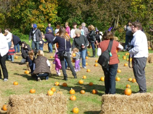 A busy pumpkin patch with families and children exploring among pumpkins and hay bales on a sunny day.