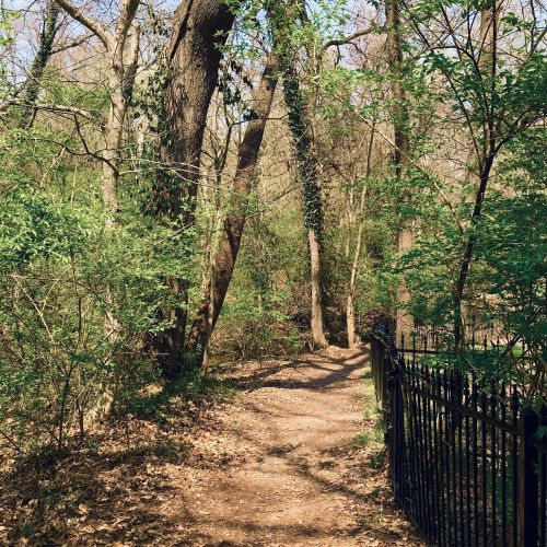 A winding dirt path through a lush green forest, bordered by a black metal fence.
