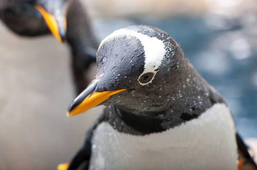 Close-up of a wet penguin with a distinctive white stripe on its head, set against a blurred background.