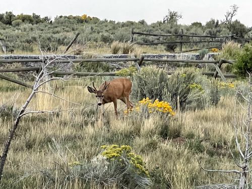 A deer grazes among yellow wildflowers in a grassy field, with a wooden fence and shrubs in the background.