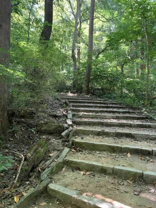 Stone steps lead up through a lush green forest, surrounded by trees and foliage.