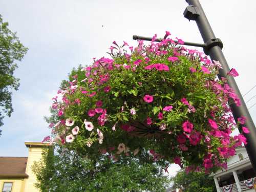 A hanging basket filled with vibrant pink and white petunias, set against a clear sky and green trees.