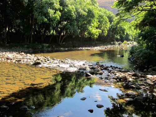 A serene river flows through a lush green landscape, with smooth stones visible beneath the clear water.