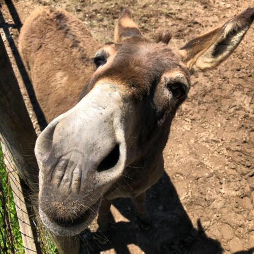 A close-up of a donkey's face, with its large eyes and nose, standing near a wooden fence in a sunny outdoor setting.