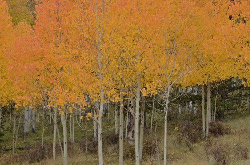 A grove of trees with vibrant orange and yellow leaves, set against a backdrop of green grass and trunks.
