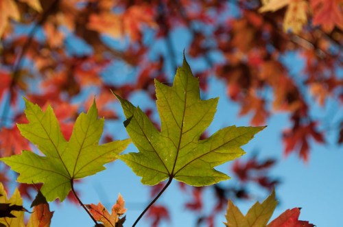 Close-up of green maple leaves against a backdrop of vibrant red and orange autumn foliage and a clear blue sky.