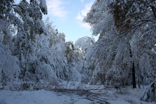 A serene winter landscape with snow-covered trees and a clear sky, creating a peaceful, wintry scene.