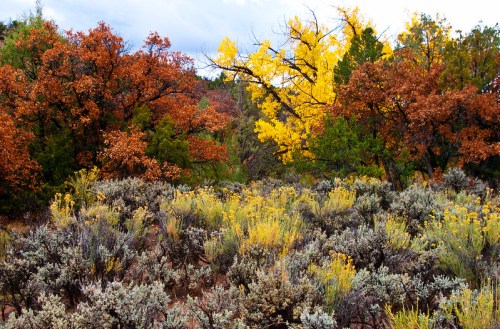 A vibrant landscape featuring autumn foliage with orange, yellow, and green trees amidst a field of yellow and gray shrubs.