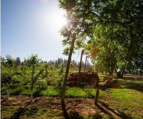 A tractor works in a sunlit orchard, surrounded by trees and rows of plants under a clear blue sky.