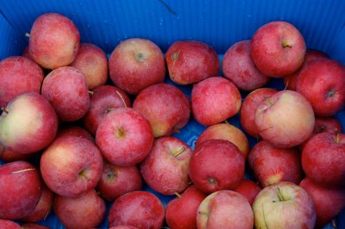 A blue container filled with fresh, red apples of various sizes.