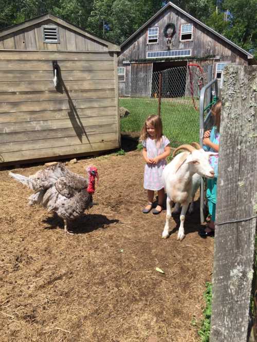 Two children interact with a turkey and a goat in a farmyard setting, with a barn in the background.