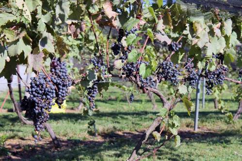 A close-up of grapevines with clusters of ripe black grapes hanging among green leaves in a vineyard.