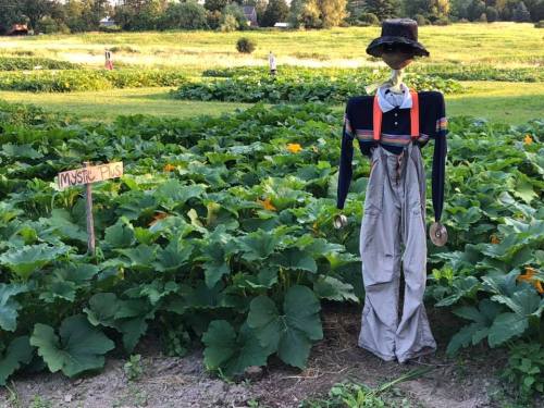 A scarecrow stands in a pumpkin patch, with a sign reading "Mystic Farm" nearby, surrounded by green leaves and flowers.
