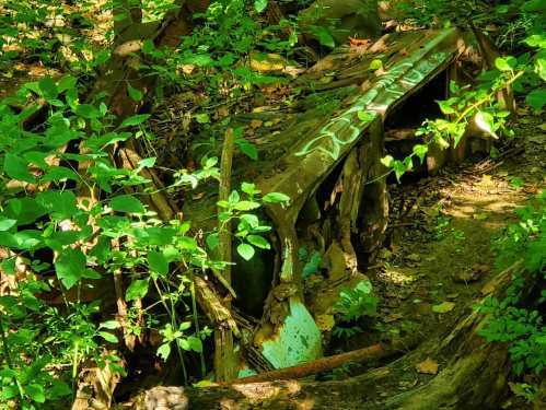 A weathered, abandoned vehicle partially hidden among lush green foliage in a forested area.