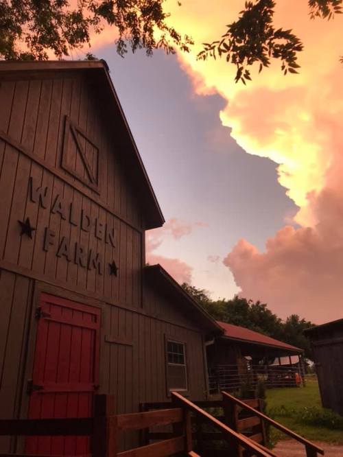 A rustic barn with "Walden Farm" sign, under a vibrant sunset sky with colorful clouds.