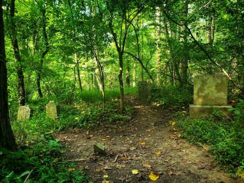 A serene forest scene with overgrown paths and several weathered gravestones surrounded by lush greenery.