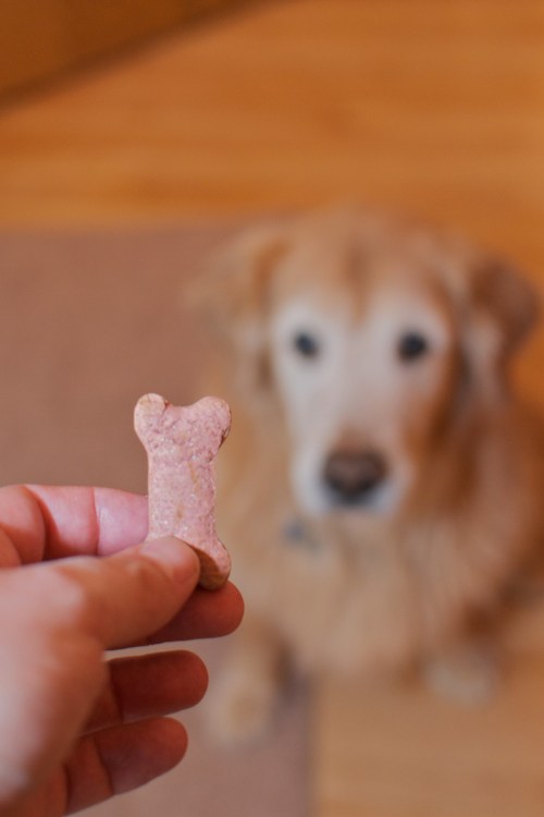 A hand holds a small dog bone treat in focus, with a golden retriever sitting blurred in the background.