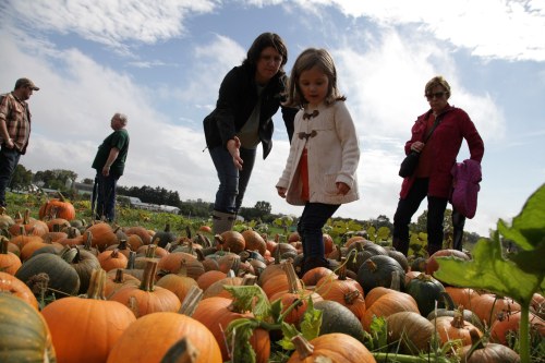 A child explores a pumpkin patch while adults look on, surrounded by pumpkins under a cloudy sky.