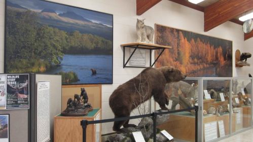 A wildlife exhibit featuring mounted animals, including a bear and a lynx, with scenic nature paintings in the background.