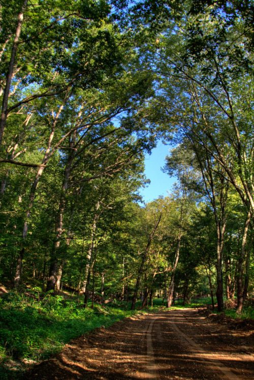 A dirt path winds through a lush green forest, with tall trees arching overhead and a clear blue sky visible.