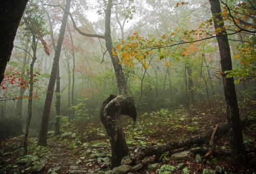 A misty forest scene with twisted trees and colorful autumn leaves, surrounded by lush greenery and rocky ground.