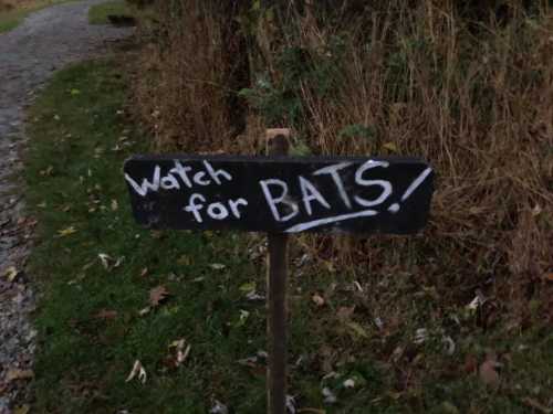 A wooden sign on a path reads "Watch for BATS!" surrounded by grass and foliage.