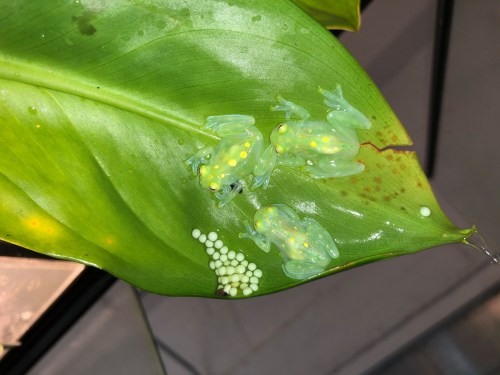 Two translucent green frogs with yellow spots sit on a large leaf next to a cluster of white eggs.