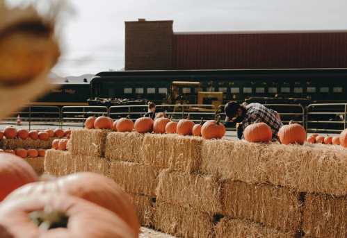 A person inspects pumpkins on hay bales at a farm, with a train in the background under a clear sky.