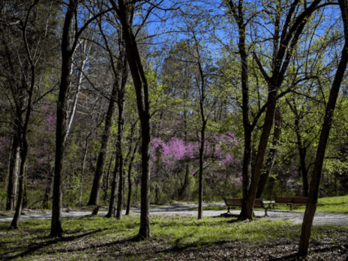 A serene park scene with green trees and a hint of pink blossoms under a clear blue sky, featuring a bench in the foreground.